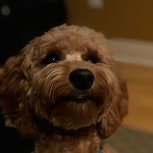 Meet your Posher, Cindy